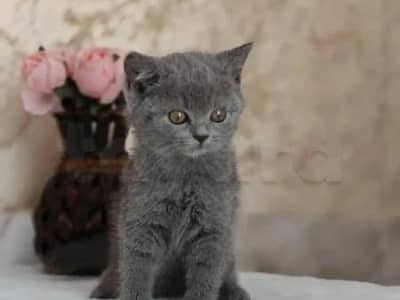 chat British short hair