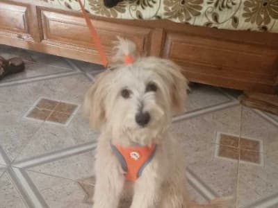 a vendre caniche bichon