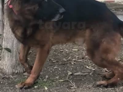 A vendre mâle berger allemand