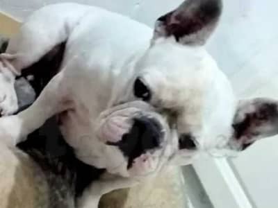 Bulldog français a vendre