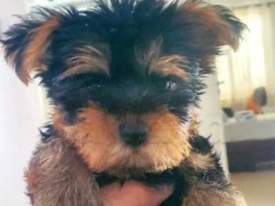 SUPERBE YORKSHIRE TERRIER