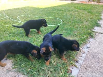 Vente chiots berger allemand