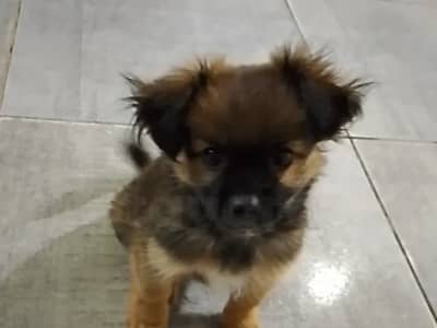 Chien chiwawa mal 2 chahrine