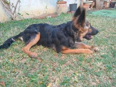 Berger allemand à vendre