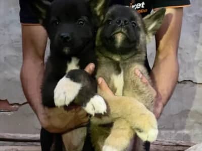 couple akita