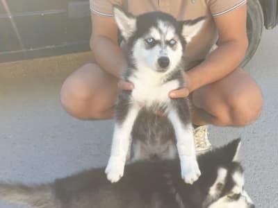 Couple Husky 🐶