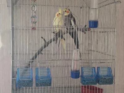 Magnifique couple de Calopsitte