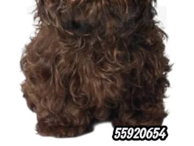 bichon russe race pure