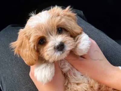 Bichon chien de poche  caniche nain
 age 2 mois
protocole de vaccination a jour 
Livraison  possible pour tt la Tunisie 
92 425 538