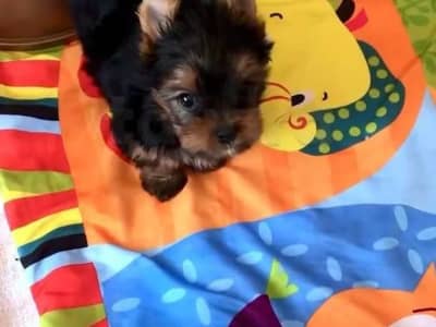 chiots yorkshire âge 2 mois