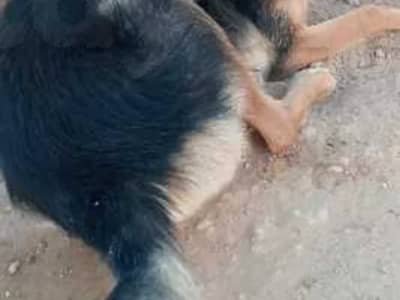 female berger allemand