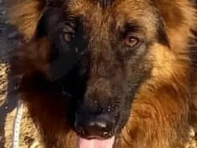 Très belle Berger Allemand