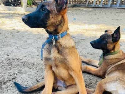 Chiots Malinois pure race – 4 mois – vaccinés et suivis vétérinairement