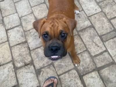 Boxer 2 chiots 6 mois (mâle/femelle)