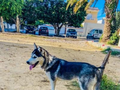 À vendre – Chien husky pur race