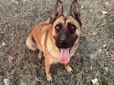 À vendre – Chien Malinois pur race