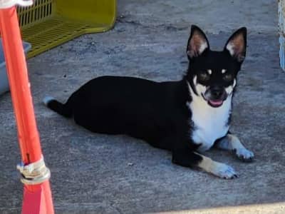 Adorable femelle chihuahua 