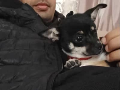 شيواوا مزيانة و مهبولة متاع لعب