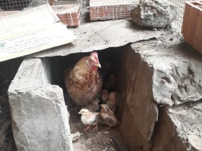 Poulet Poule Djej Arbi 3arbi دجاج عربي