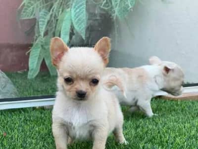 chihuahua