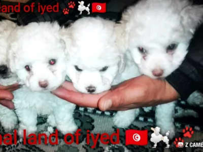 À vendre femelle Mini bichon frisé  race pur âgé de 3 mois contactez 55920654