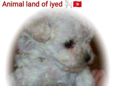 À vendre chiot femelle Mini bichon frisé race pur cantactez 55920654