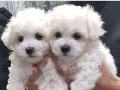 Mini bichon frisé race pure