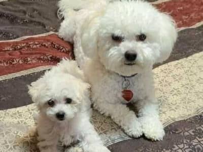 mini bichon frisé race pure