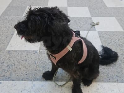 كلبة بلاش لتبني