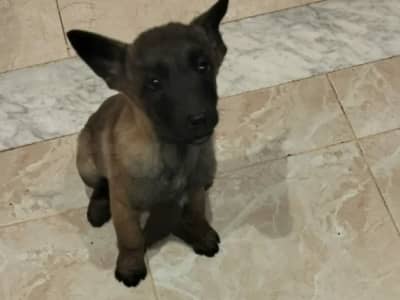Femelle malinois vaccinée