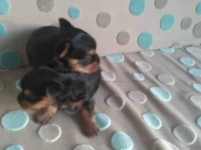 chiots yorkshire toy âge 7 semaines