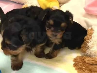 chiots yorkshire toy âge 7 semaines