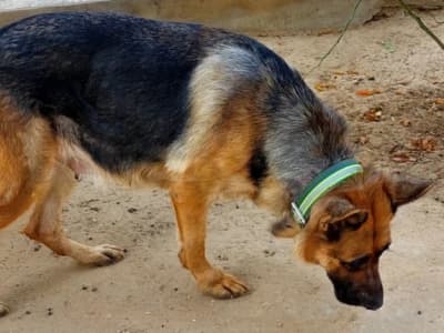 Couple de Chiens de Garde Berger Allemand Pure Race.