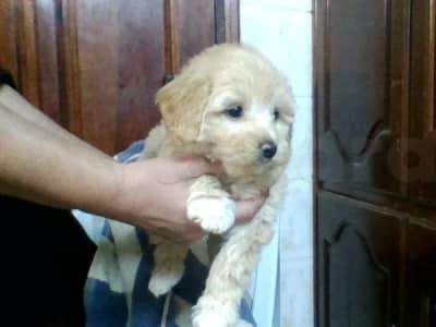 vente chienne bichon havanais