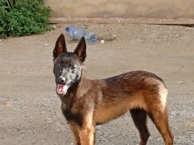 Chiots malinois