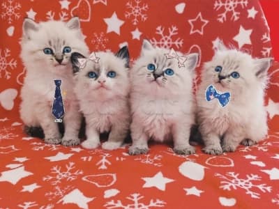 Chatons Ragdoll