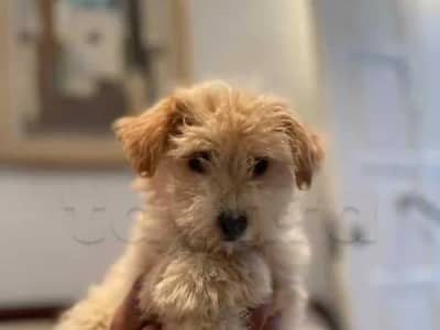 caniche bichon maltais