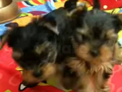 chiots yorkshire âge 9 semaines