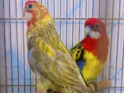 un couple omnicolore