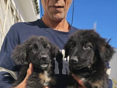 a vendre jusqu’à 6 berger allemand de race 