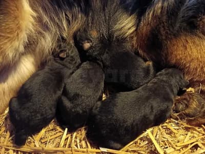 chiot berger allemand