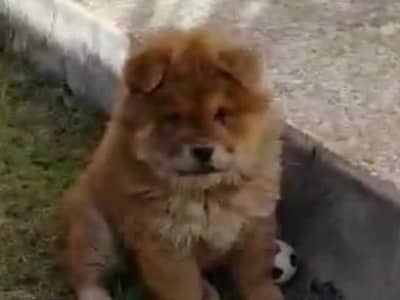 Femelle chowchow âge 9 semaines
