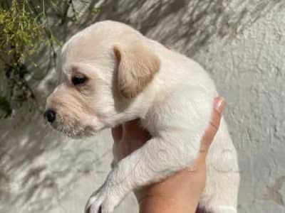 chiots labrador