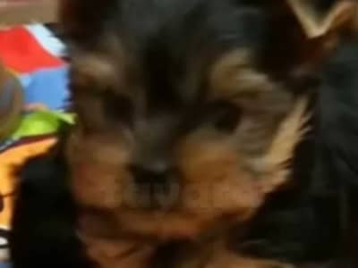 chiots yorkshire âge 11 semaines