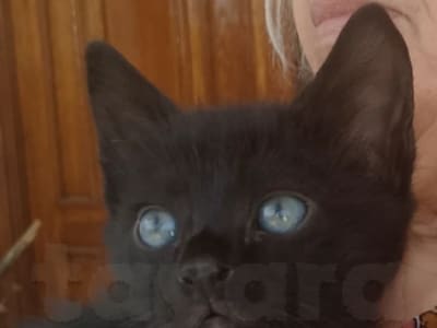Chaton a vendre
