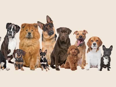 Deux chiots berger allemand