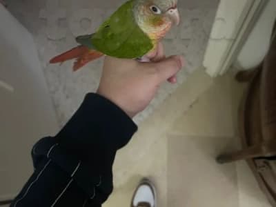 conure