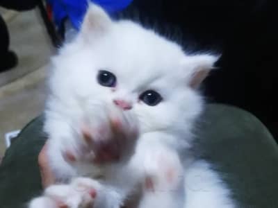 À VENDRE CHATONS PERSAN