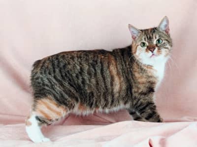 Belle Manx à vendre 