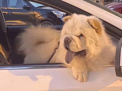 Luna chow-chow à vendre 